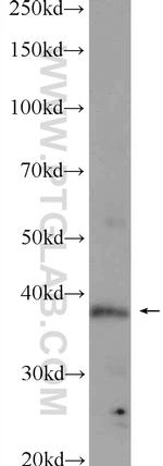 TADA1L Antibody in Western Blot (WB)