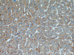 GPNMB Antibody in Immunohistochemistry (Paraffin) (IHC (P))