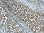 GPNMB Antibody in Immunohistochemistry (Paraffin) (IHC (P))
