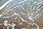 GPNMB Antibody in Immunohistochemistry (Paraffin) (IHC (P))