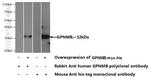 GPNMB Antibody in Western Blot (WB)