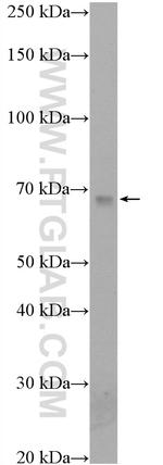 GPNMB Antibody in Western Blot (WB)