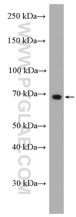 GPNMB Antibody in Western Blot (WB)