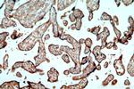 FGD3 Antibody in Immunohistochemistry (Paraffin) (IHC (P))