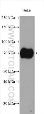 ASCT2 Antibody in Western Blot (WB)