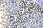 COPZ2 Antibody in Immunohistochemistry (Paraffin) (IHC (P))