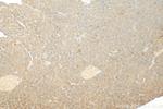 COPZ2 Antibody in Immunohistochemistry (Paraffin) (IHC (P))