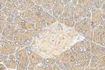 COPZ2 Antibody in Immunohistochemistry (Paraffin) (IHC (P))