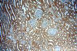 PKNOX2 Antibody in Immunohistochemistry (Paraffin) (IHC (P))