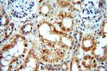 PKNOX2 Antibody in Immunohistochemistry (Paraffin) (IHC (P))