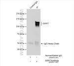 SRRT Antibody in Immunoprecipitation (IP)