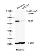 SRRT Antibody in Western Blot (WB)
