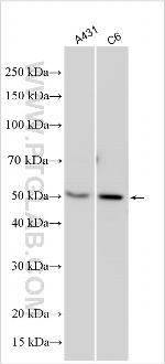 PA1 Antibody in Western Blot (WB)