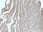 MCT2 Antibody in Immunohistochemistry (Paraffin) (IHC (P))