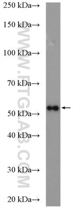 MCT2 Antibody in Western Blot (WB)