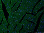 MYOM1 Antibody in Immunohistochemistry (PFA fixed) (IHC (PFA))