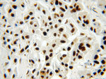 RBAP48 Antibody in Immunohistochemistry (Paraffin) (IHC (P))