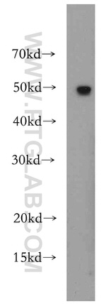 RBAP48 Antibody in Western Blot (WB)