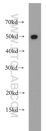 RBAP48 Antibody in Western Blot (WB)