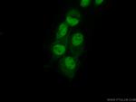 RbAp46 Antibody in Immunocytochemistry (ICC/IF)