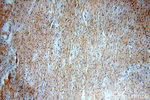 PHD2 Antibody in Immunohistochemistry (Paraffin) (IHC (P))