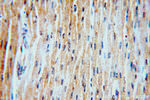 PHD2 Antibody in Immunohistochemistry (Paraffin) (IHC (P))