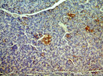 PHD2 Antibody in Immunohistochemistry (Paraffin) (IHC (P))