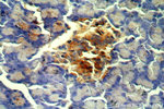 PHD2 Antibody in Immunohistochemistry (Paraffin) (IHC (P))