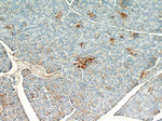PHD2 Antibody in Immunohistochemistry (Paraffin) (IHC (P))