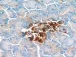 PHD2 Antibody in Immunohistochemistry (Paraffin) (IHC (P))