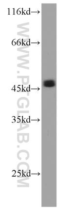 PHD2 Antibody in Western Blot (WB)