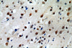 POLR2B Antibody in Immunohistochemistry (Paraffin) (IHC (P))