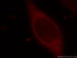 TMEM176A Antibody in Immunocytochemistry (ICC/IF)
