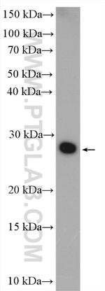 TMEM176A Antibody in Western Blot (WB)