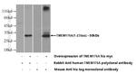 TMEM176A Antibody in Western Blot (WB)