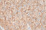 AQP9 Antibody in Immunohistochemistry (Paraffin) (IHC (P))