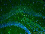 AQP9 Antibody in Immunohistochemistry (PFA fixed) (IHC (PFA))