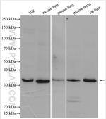 AQP9 Antibody in Western Blot (WB)