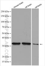AQP9 Antibody in Western Blot (WB)