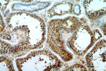 ATG4C Antibody in Immunohistochemistry (Paraffin) (IHC (P))