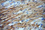 ATG4C Antibody in Immunohistochemistry (Paraffin) (IHC (P))
