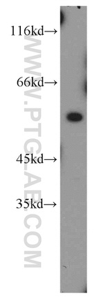 ATG4C Antibody in Western Blot (WB)