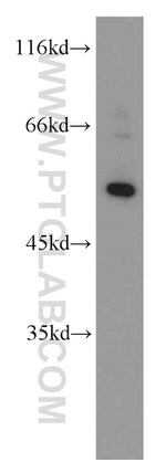 ATG4C Antibody in Western Blot (WB)