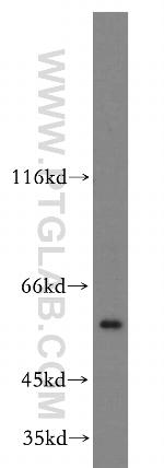 ATG4C Antibody in Western Blot (WB)