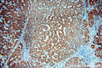 PECI Antibody in Immunohistochemistry (Paraffin) (IHC (P))