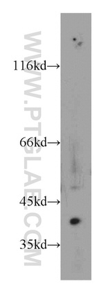 PECI Antibody in Western Blot (WB)