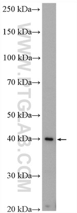 PECI Antibody in Western Blot (WB)