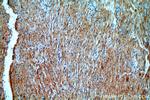 TMEM70 Antibody in Immunohistochemistry (Paraffin) (IHC (P))