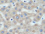 TMEM70 Antibody in Immunohistochemistry (Paraffin) (IHC (P))