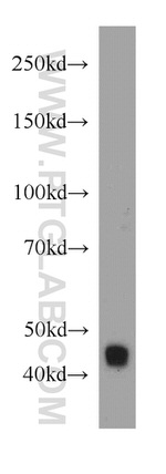 STAC3 Antibody in Western Blot (WB)